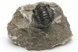 Detailed Gerastos Trilobite Fossil - Morocco #226638-2